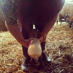 Lamb Feeding 1