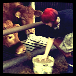 Cows